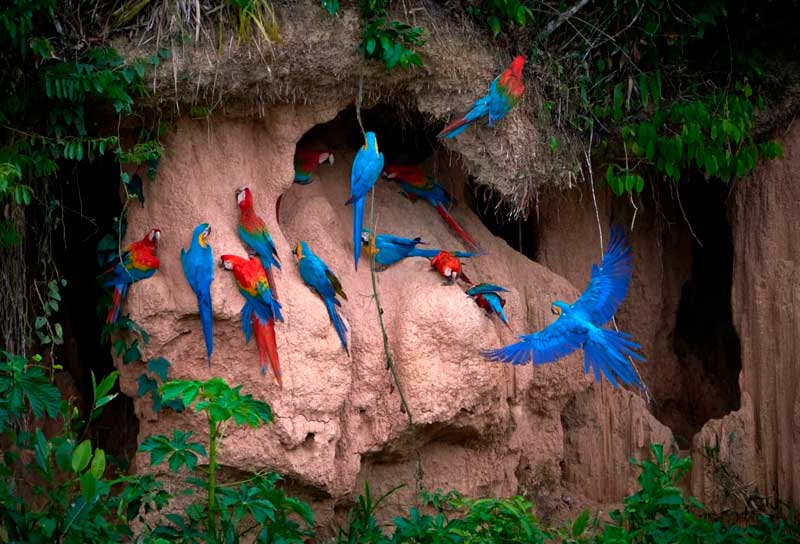 Tambopata Reserve Tour